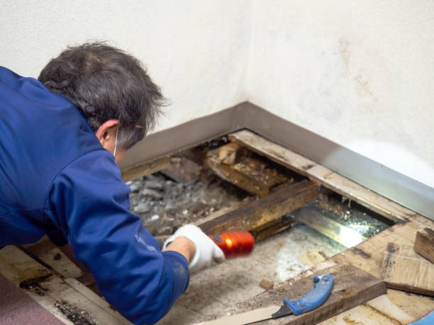 Best HVAC Mold Remediation in Port St Lucie, FL