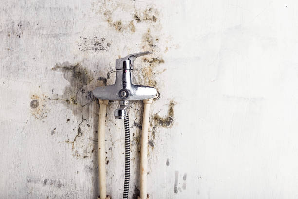 Best DIY Mold Remediation Support Services in Port St Lucie, FL