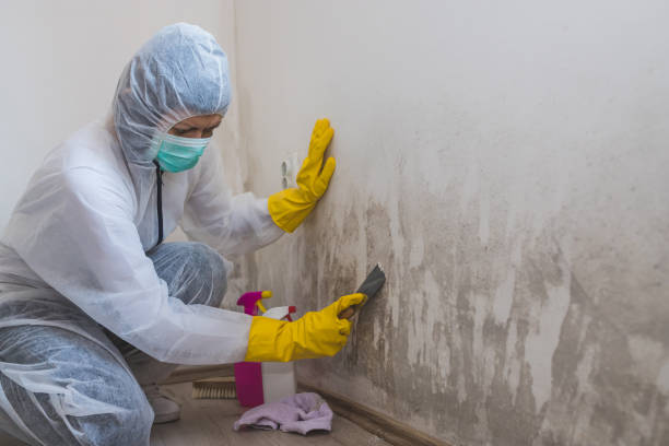 Best Mold Remediation for Specific Building Types in Port St Lucie, FL