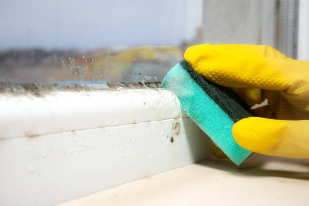 Best Insurance-Related Mold Remediation in Port St Lucie, FL